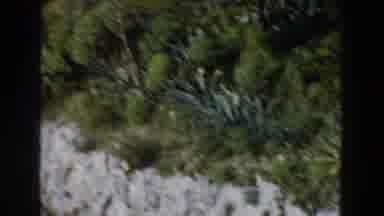 Italy (1960): Green Plants Growing On Grey Stone Ledge On A Clear Day