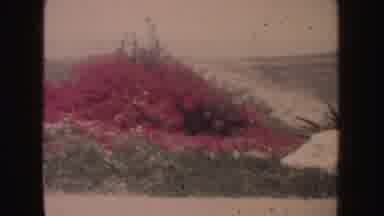 California-1962: Landscape Of Green Vegetation And Red Flowers During Daytime