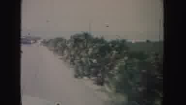 California-1962: Passing View Of Shrubs With White Blooming Flowers On A Sunny Day