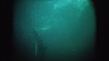 California (1962): View Of The Seabed With Fish And Dolphins Swimming