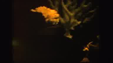 California (1962): View Of Fishes Swimming Underwater By Yellow Coral And White