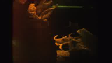 California (1962): Dark Cave With Bones Rocks And Living Creatures