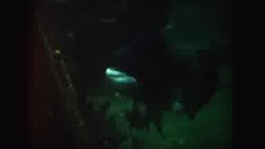 California (1962): View Of Fish Swimming In Aquarium With Very Large Fish Swimming