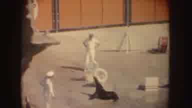 California (1962): The Sea Lions Training To Perform In A Circus Show