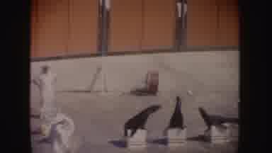 California (1962): Men Dressed In White Training Seals Possibly In An Aquatic