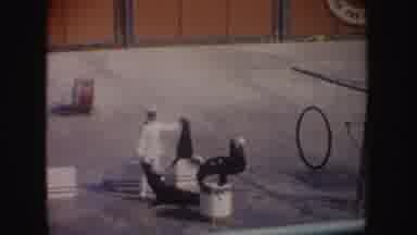 California (1962): Seal Show In Pool Both Play With A Ball