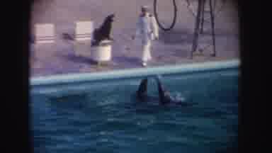 California (1962): Three Trained Seals Passing A Ball To Each Other During A Show