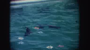 California (1962): Three Seals Swimming In Pool With Pink Objects On A Clear Day