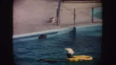 California (1962): A Seal Pulls Another Seal Sitting In A Yellow Raft In A Pool