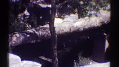 Arizona (1969): View Of Small Brown Shed And Green Trees On A Sunny Day