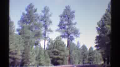 Arizona (1969): Driving On The Road Surrounded By Trees And With Blue Sky