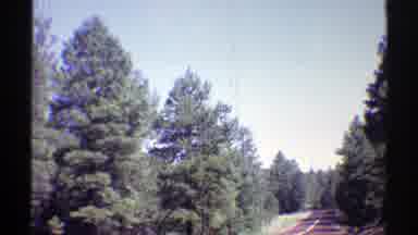 Arizona (1969): Tall Pine Trees On The Roadside