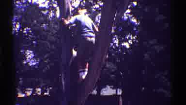 Arizona (1969): Boy Wearing Blue Sweater Climbs Down From Tree On A Sunny Day