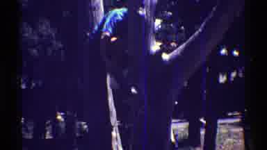 Arizona (1969): Child In The Wooded Park Climbing A Tree