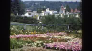 MONTREAL CANADA-1950: View Of Pink And White Blooming Flowers On A Clear Day