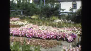 Montreal Canada (1950): Beautiful Backyard Of Home Surrounded By Beautiful Yellow