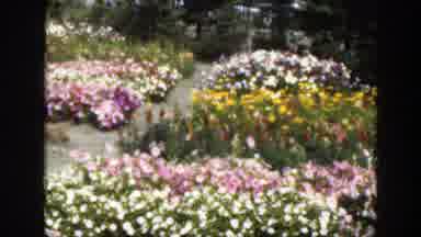 Montreal Canada (1950): Various Colorful Flowers In The Park