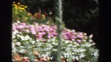 Montreal Canada (1950): Colorful Blooming Flower Bed