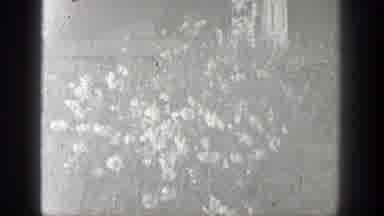 California (1936): A Recorded Camera And A Beautiful Garden With Beautiful Flowers