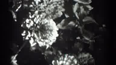 California (1936): A Black And White Film Depicting A Sunny Day With Flowers