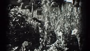 California (1936): View Of Blooming White Flowers On A Bright Sunny Day