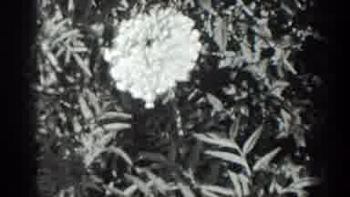California (1936): Old Footage In Black And White Showing Nature Turning Into