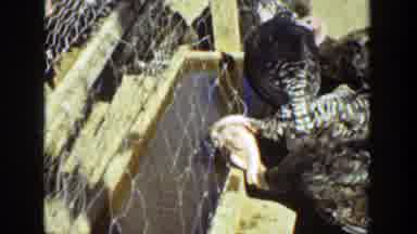 California (1936): Several Turkeys Drinking Water In A Kind Of Large Farm Where