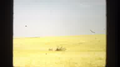 California (1936): A Man Walks Near His Wagon On A Huge Green Fields