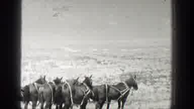California (1936): Large Team Of Mules Hitched To Wagon A Bright Sunny Day