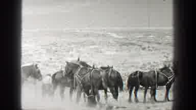 California (1936): A Few Men Attend To Many Horses With Equipment On Them