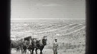 California (1936): Person Wearing White Hat Leads Team Of Horses On A Bright Sunny