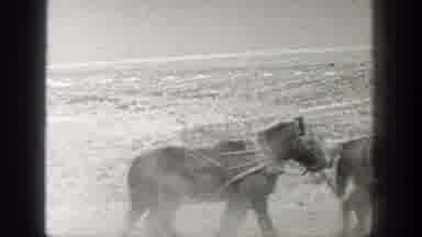 California (1936): Horses Being Corralled On A Ranch Or Farm