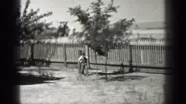 California (1936): A Little Boy Plucks An Apple From A Tree At Home