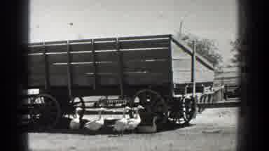California (1936): Farm With Horses Grazing And Ducks Between Them