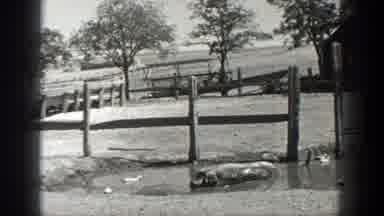 California (1936): Black And White Pig Wallowing In Mud Then Lake With Green Hills
