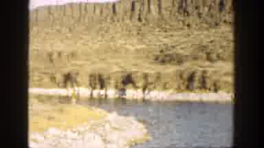 California (1936): Polar Bear Running Out Of The Lake With Mountains In The