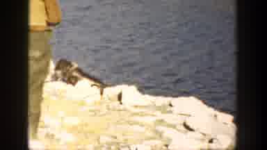 California (1936): View Of Mountains Man Fishing And Dog Coming Out Of Water