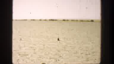 California (1936): Four Men And Large Black Bird Stand In Green Field On A Sunny