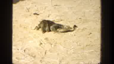 California (1936): A Dying Bird Breathes Heavily As It Lies On Sandy Soil During