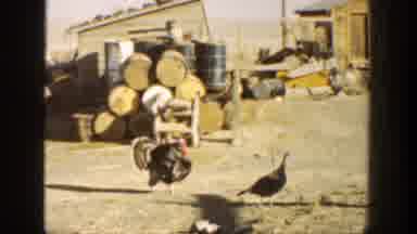 California (1936): Men Hunting Turkeys Out In The Countryside As A Group