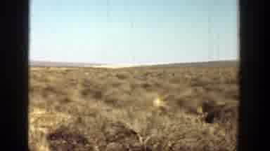 California (1936): Bird Struggling To Eat However Trying To Staying Alive But Much