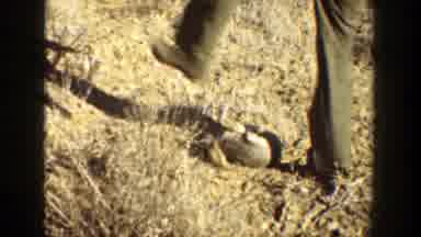 California-1936: A Man Repeatedly Kicks An Animal In The Desert