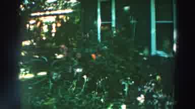 Lake Winnebago Wisconsin (1964): A Backyard Of A House With Many Flowers And Trees