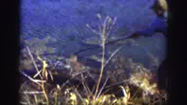 Kansas (1958): A Man In A Blue Panties And Cap Pulling A Dead Duck Out Of A Small