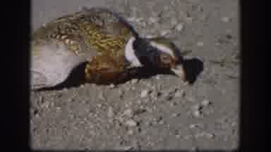 Kansas (1958): A Man Pets An Injured Bird With Black And White Rings On Its Neck