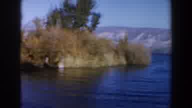 Israel (1960): Lovely Serene Peaceful Bush Surrounded Lake Water Flowing Gently