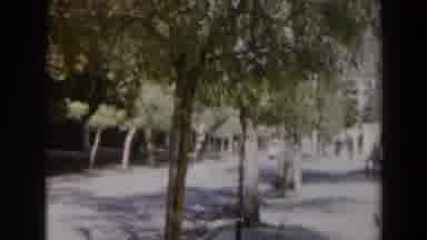 Israel (1960): White Car Drives By Green Trees On A Sunny Day