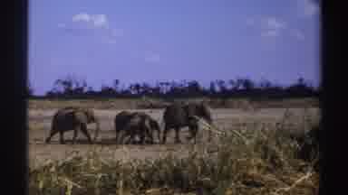 South Africa (1969): Family Of Elephants Walking Together