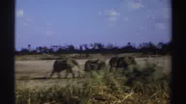 South Africa (1969): Three African Elephants Walking Through Grassland Blue Sky