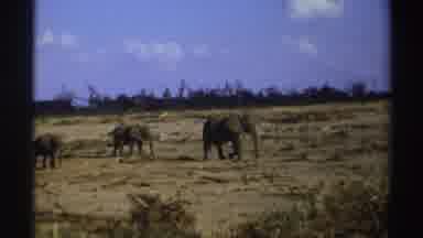 South Africa (1969): Three Elephants Walking On A Mountainside